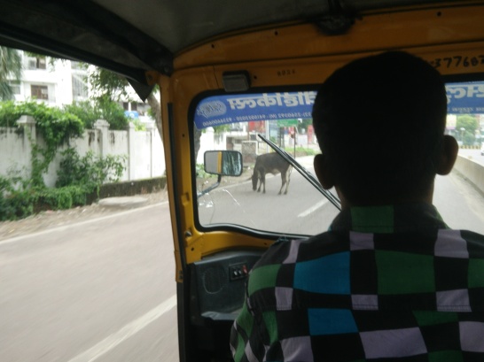 My view from an autorickshaw